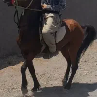خرید فروش اسب باری پالانی