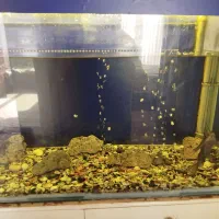 آکواریوم|ماهی|هشتگرد, شهرک المهدی|دیوار