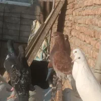 پرنده یا کفتر و خروس لاری