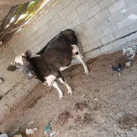 گاوخارجی|حیوانات مزرعه|خرمشهر, |دیوار