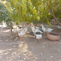 فروش ۲۵عدد مرغ و خروس ۷ماهه جوان و سالم و ۸عدد غاز|پرنده|ایلام, |دیوار