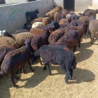 بره نر افشاری درجه یک پای پروار