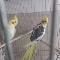 ۲عددعروس هلندی|پرنده|قم, سید معصوم|دیوار