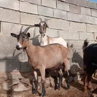 بزآلپای بزشیری بزنرسانن|حیوانات مزرعه|کهریزک, |دیوار