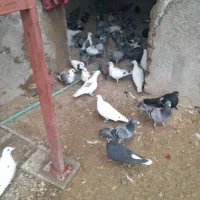 ۱۰۰ کبوتر از ۱۵۰ تا ۲۰۰ تا ۲۵۰|پرنده|مرودشت, نقش رستم|دیوار