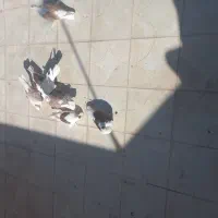 کفتر پشت کاکل شاخ|پرنده|کاشمر, |دیوار