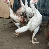 لاری اوشامو