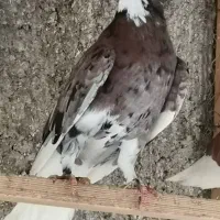 کبوتر جوجه کشی پرشی