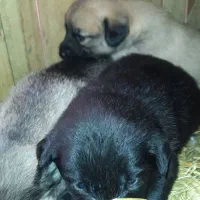 واگذاری توله‌های  گلدن،شکاری|سگ|رودسر, |دیوار