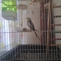 عروس هلندی نر|پرنده|بابل, |دیوار