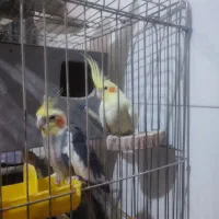 عروس هلندی