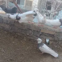 تعدادی کبوتر نقشی هم پرشی سالم|پرنده|دهاقان, |دیوار