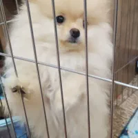 پامرین خرسی ماده اصلی