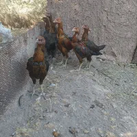 جوجه لاری افغان|حیوانات مزرعه|منجیل, |دیوار