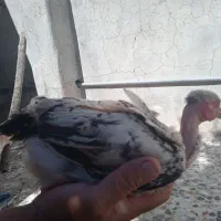 جوجه مرغ