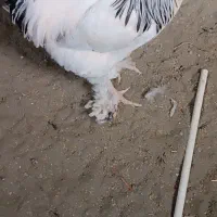 خروس برهما|حیوانات مزرعه|نقده, |دیوار