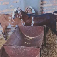 بز بنگالی پاکستانی نژاد شیرا و چهار قولوزا