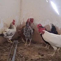 خروس محلی اصل درجه یک و درشت 2500گرمی شیراز|حیوانات مزرعه|شیراز, ده پیاله|دیوار