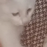 گربه نر پرشین