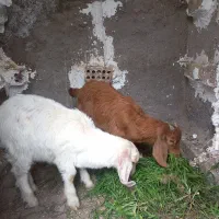 دوتا کره نر