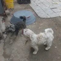 سگ شیتزو فهمیده