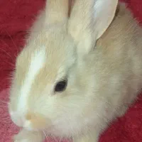 بچه خرگوش