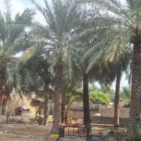 فروش نخل  شادگان