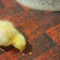 بلدرچین|حیوانات مزرعه|تربتحیدریه, شهرک ولیعصر|دیوار