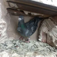 کبوتر