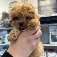 سگ آپارتمانی پودل