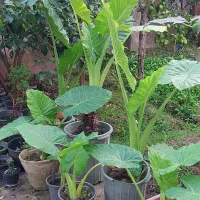 گل بابا آدم|گل و گیاه طبیعی|خمام, |دیوار