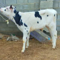 گوساله سیمینتال نر دوماهه از گاو تلیسه