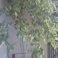 گل بنجامین ابلق