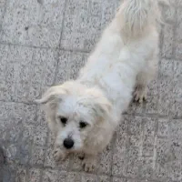 اگه پیدا شد لطفا اطلاع دهید