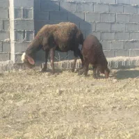 گوسفند داشتی بره دار بره ماده|حیوانات مزرعه|بندر ترکمن, |دیوار