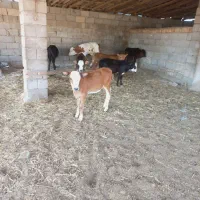 گاو گوساله
