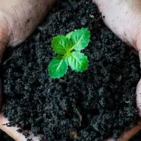 کود اسید هیومیک اسید پودری و مایع