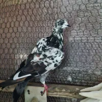 کبوتر|پرنده|ساری, |دیوار