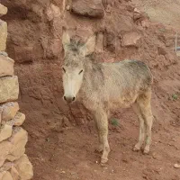 یک عدد کره خر فروشی