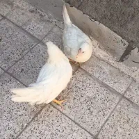 مرغ جوان تخم گذار|حیوانات مزرعه|مشهد, ایثار|دیوار