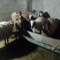 میش بره
