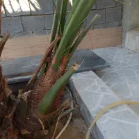 دوتا پاجوش برحی|گل و گیاه طبیعی|چغادک, |دیوار