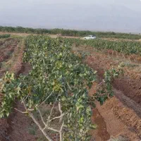 باغ پسته سرند