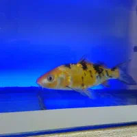 ماهی و اکواریوم|ماهی|تهران, جوادیه تهرانپارس|دیوار