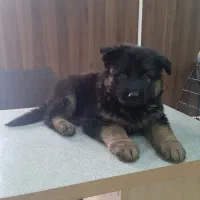 سگ ژرمن صورت مشکی و صورت روشن|سگ|کرج, چمن|دیوار