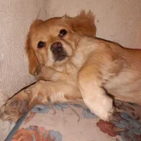 سگ مهربونم و باهوش