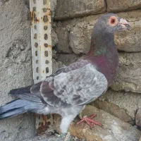 کبوتر آلمانی وسار ودم سیاه|پرنده|گنبد کاووس, |دیوار