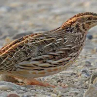 بلدرچین .تخم بلدرچین