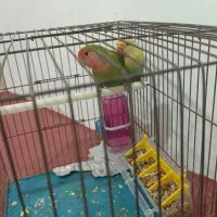 طوطی برزیلی