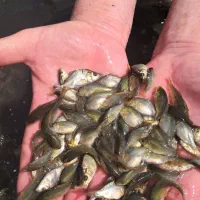 مرکز تولید و فروش انواع بچه ماهیان گرم آبی